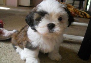 Abbiamo una bellissima cucciolata di SHIH-TZU trcolore.