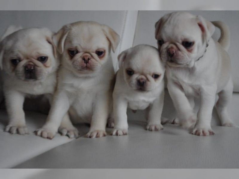 Regalo Cuccioli di Carlino