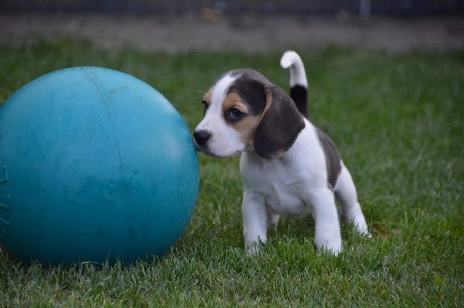 Cuccioli di beagle  per adozione ( maschio e femmina )