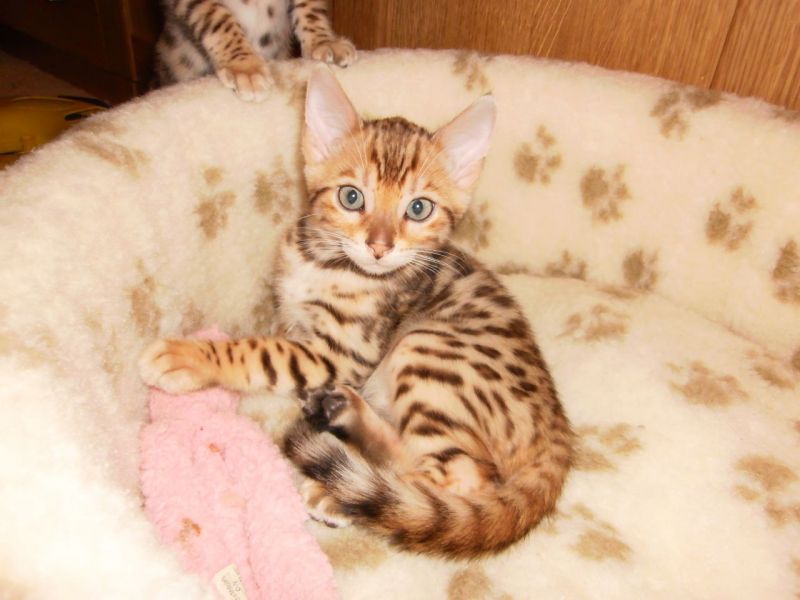 Felicit� allevamento ti d� 5 bengals.