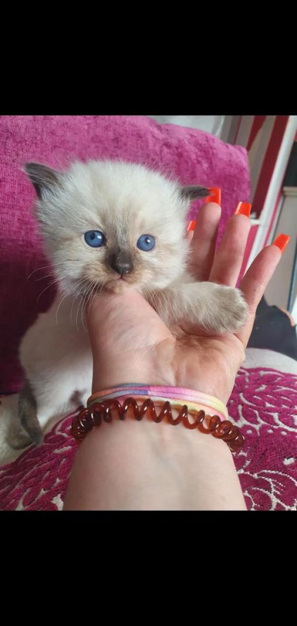 Bello ragdoll , Maschio e femmina,  per regalo