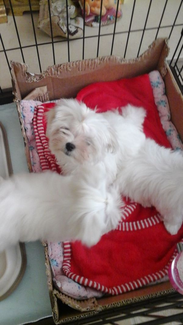 Cuccioli maltese mini toy con pedigree 