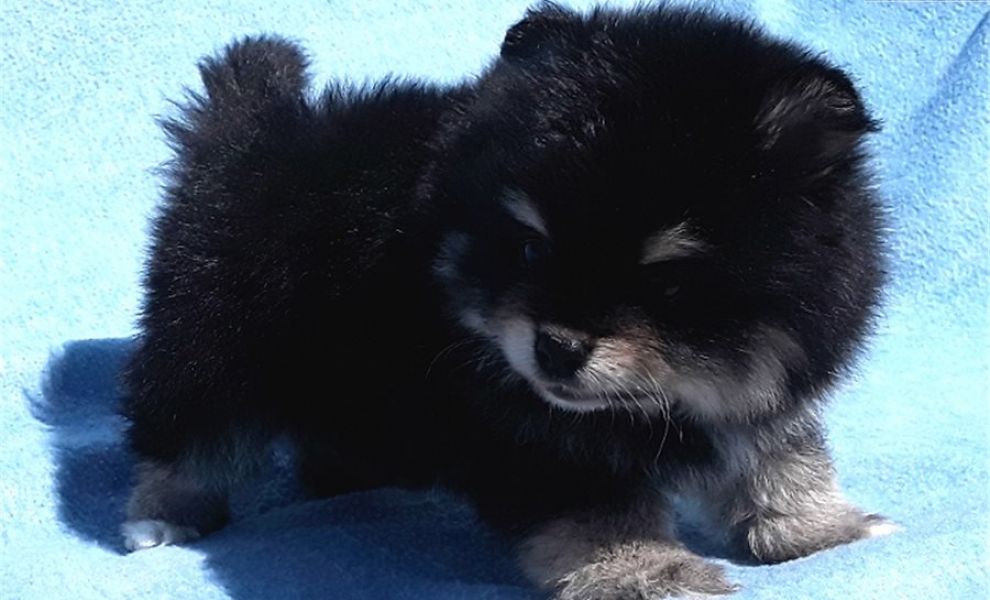 Offriamo ottimi cuccioli di Volpino di Pomerania 2 Maschietti e 1 Femminucce, 