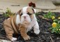 Cucciolo di Bulldog Inglese unico e teneressimo!  Cucciolo di Bulldog Inglese unico e teneressimo!