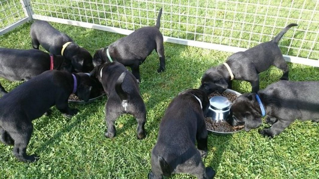  regalo cuccioli di labrador disponibili per l'adozione
