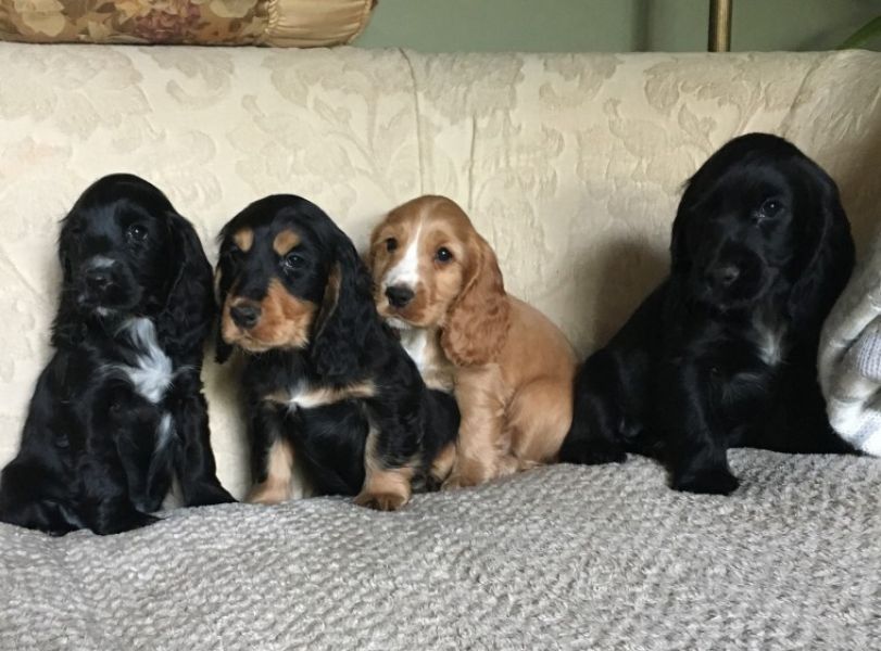  REGALO Cuccioli Coker Spaniel  i cuccioli vengono consegnati con svezzamento , primo vaccino, libre