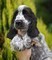 Cuccioli di Cocker spaniel inglese disponibili