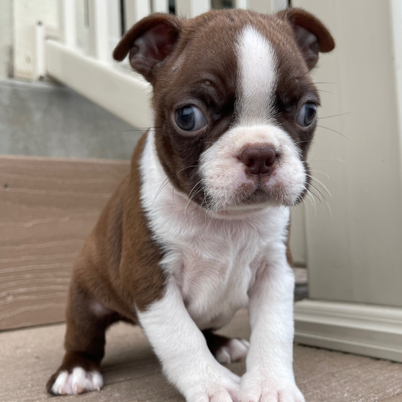 REGALO Cuccioli Boston terrier
