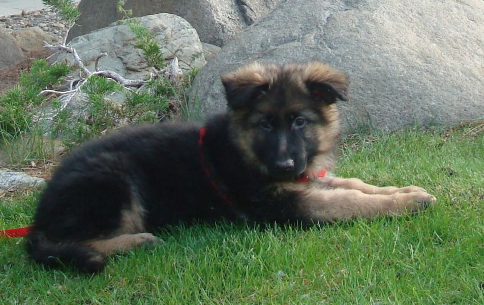 REGALO  Cuccioli di pastore tedesco