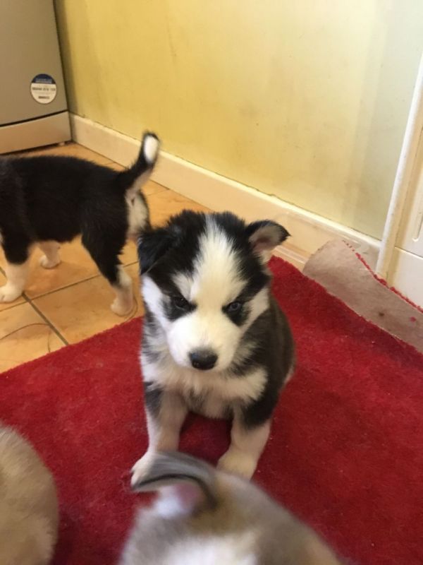 Cuccioli di Husky siberiano