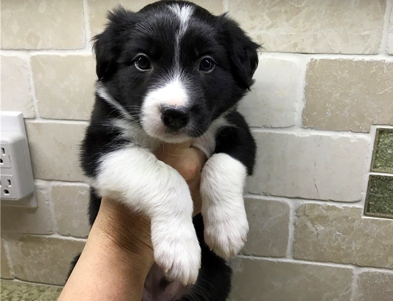 Regalo Cucciolo di Border collie in pronta consegna i cuccioli verranno Dato dopo 90 giorni dalla na