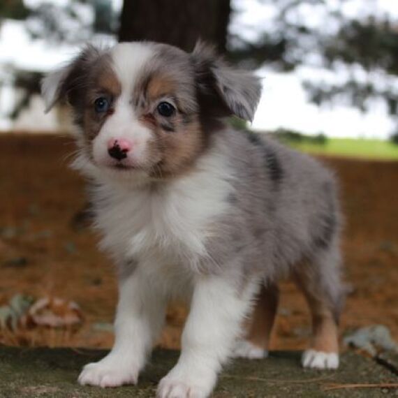 Regalo adorabili cuccioli pastore australiano femminucce e maschietti 