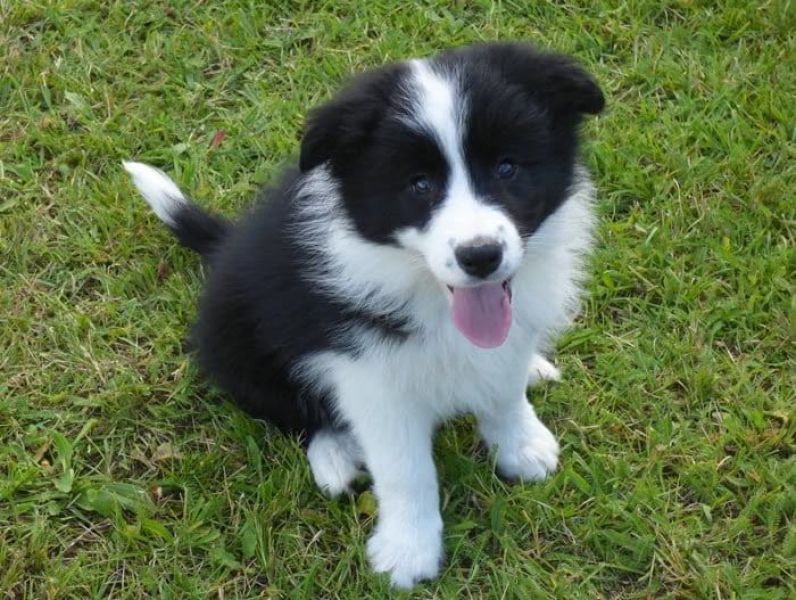 Cuccioli di papillon  per adozione ( maschio e femmina )