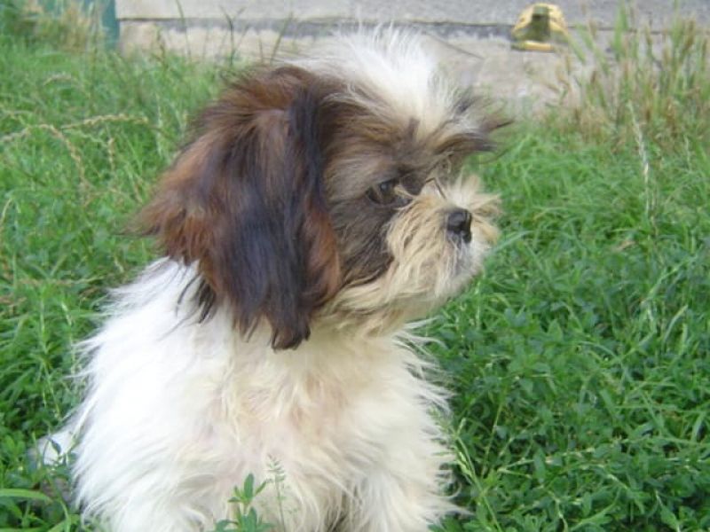  regalo cuccioli di Shih Tzu disponibili per l'adozione