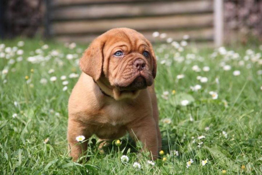 Cuccioli di dogue bordeaux per adozione ( maschio e femmina )