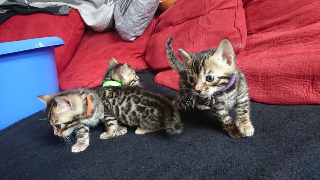 Molto bella e sani gattini Savannah  per adozione maschi e femmine disponibili (gratis)