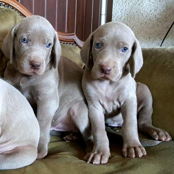 Cuccioli Weimaraner a pelo corto di vena tedesca 