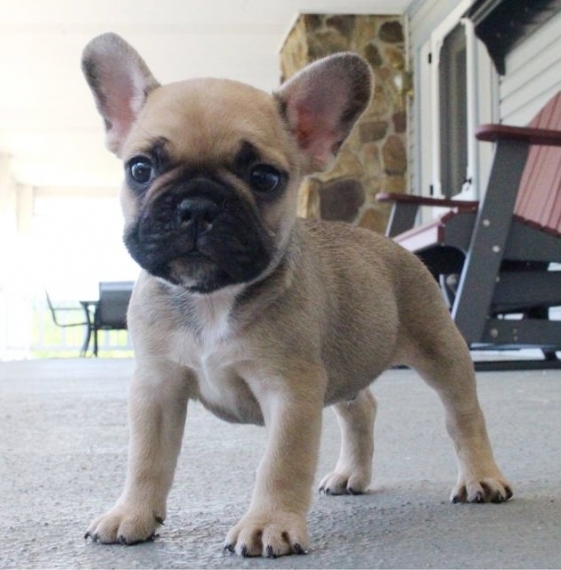 REGALO Cuccioli di Bulldog Francese