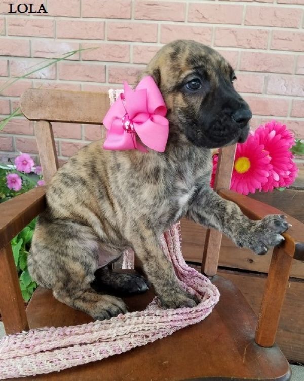 Regalo adorabili cuccioli Alano femminucce e maschietti disponibili