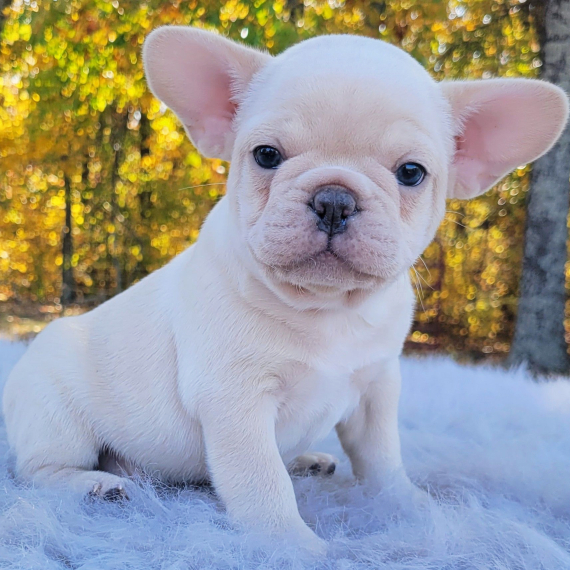 REGALO Cuccioli di Bulldog Francese