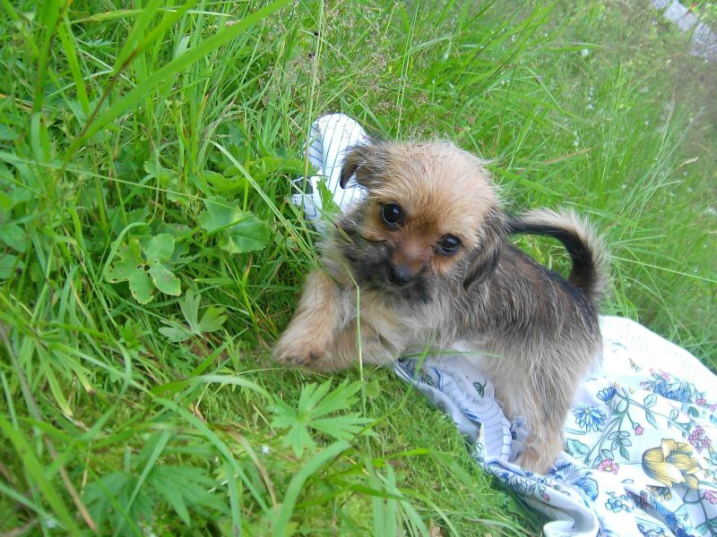 Regalo cuccioli di Shih Tzu disponibili per l'adozione