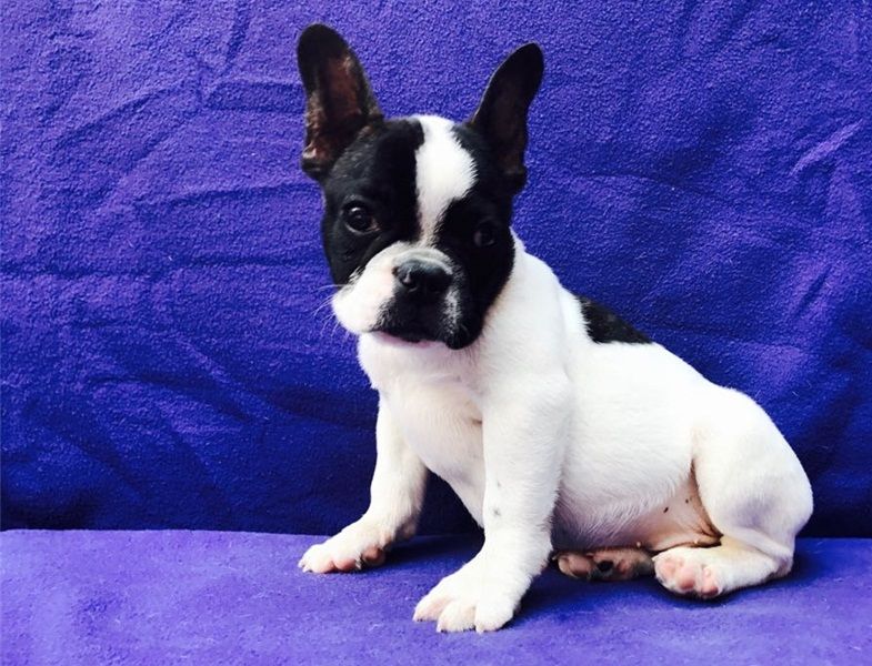 REGALO Cuccioli di Bulldog Francese
