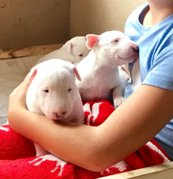 Cuccioli di bull terrier ( gratis)