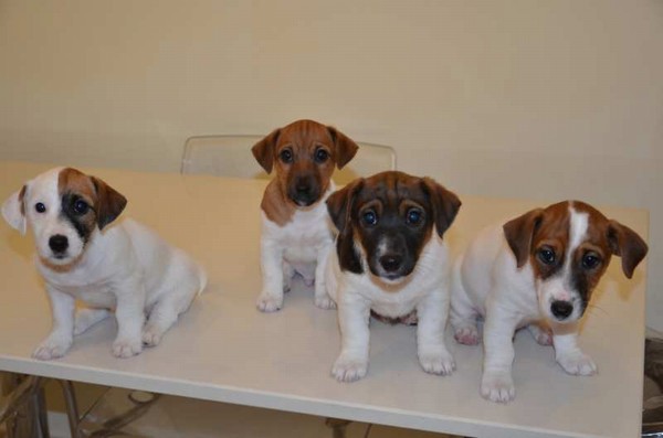Jack russel