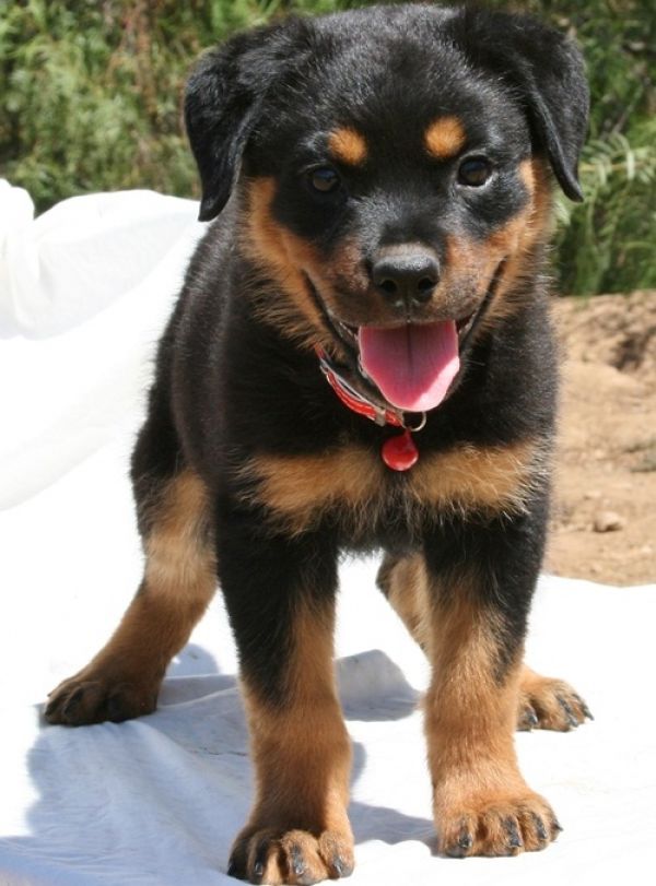 REGALO Cuccioli di rottweiler 1 femmine e un maschietto.