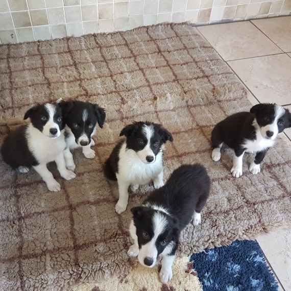 Adorabili cuccioli di border collie in regalo