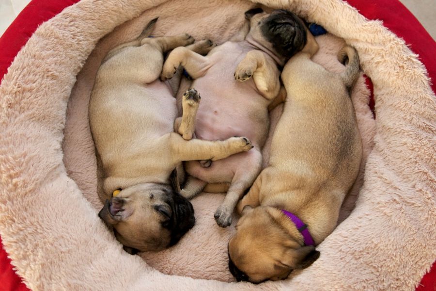  bella e sani cuccioli di carlino per adozione 