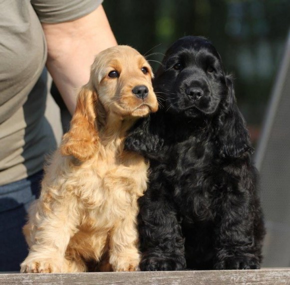 Regalo Cuccioli di cocker Spaniel in pronta consegna