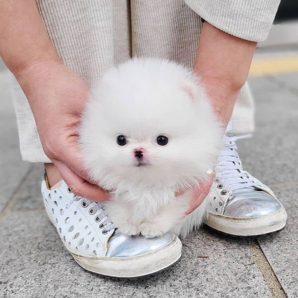 Cuccioli di spitz di pomerania 