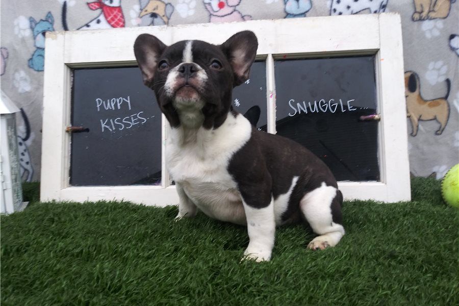 Regalo Disponibili 5 cuccioli di bulldog francese