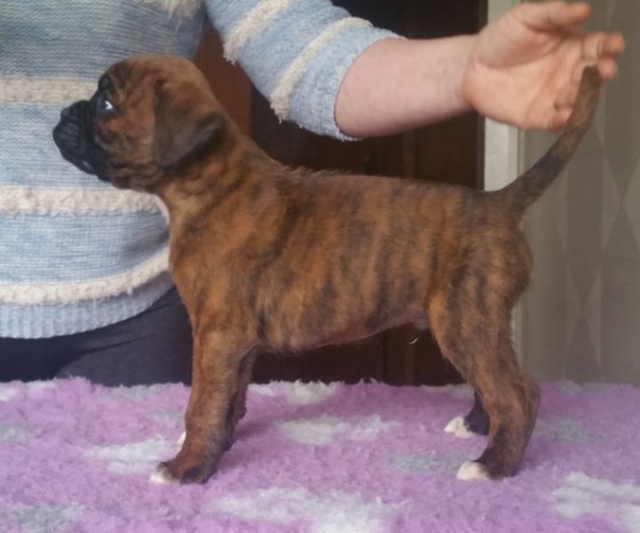 Regalo Cuccioli di Boxer