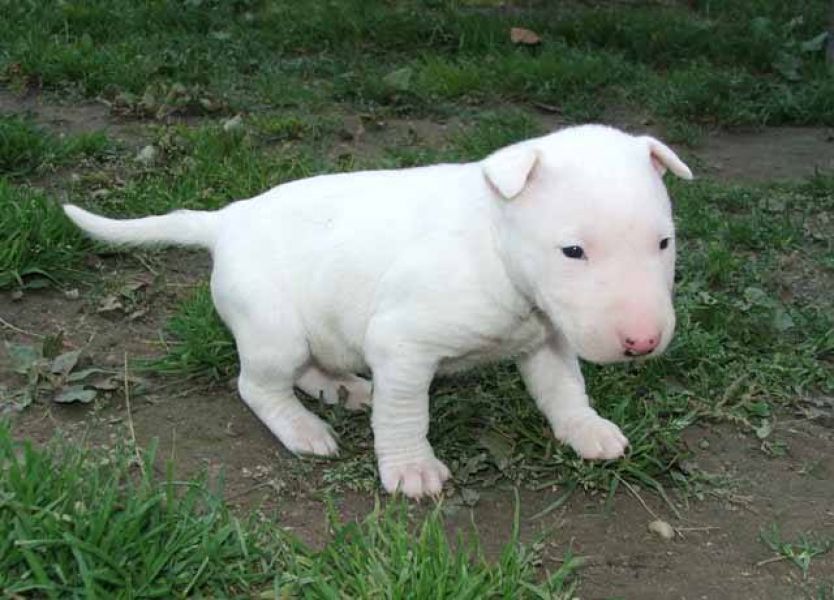 Cuccioli di miniature bull terrier per adozione ( regalo )