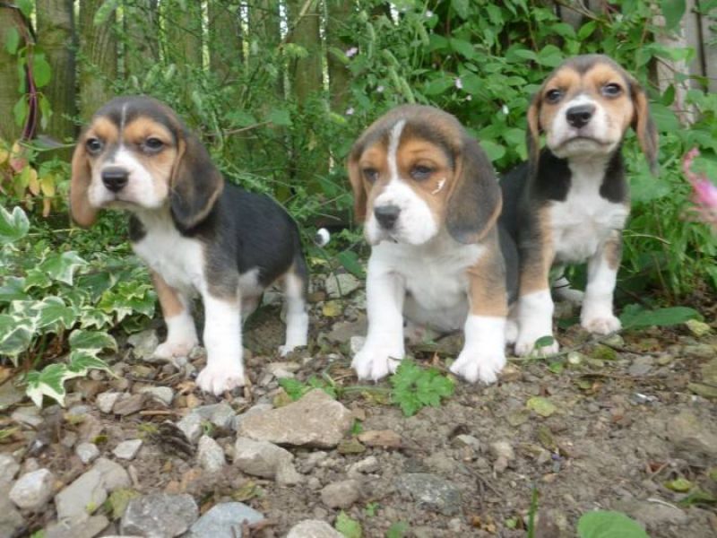  adorabili cuccioli di beagle femminucce e maschietti disponibili per l'adozione cuccioli sono vacci