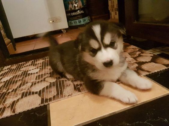 Regalo Cuccioli Siberian Husky 