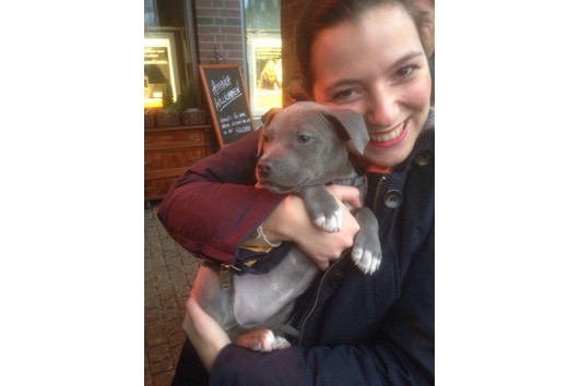 Cuccioli di American Pitbull Terrier