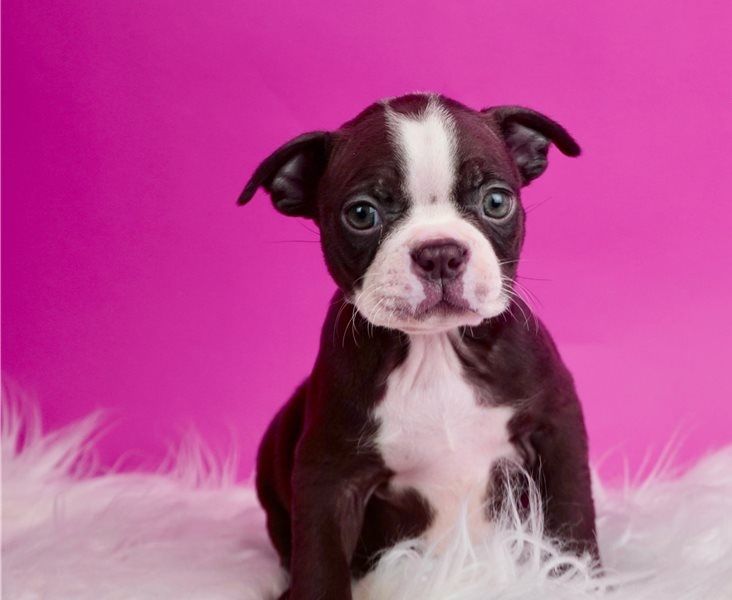 Regalo cuccioli di Boston terrier