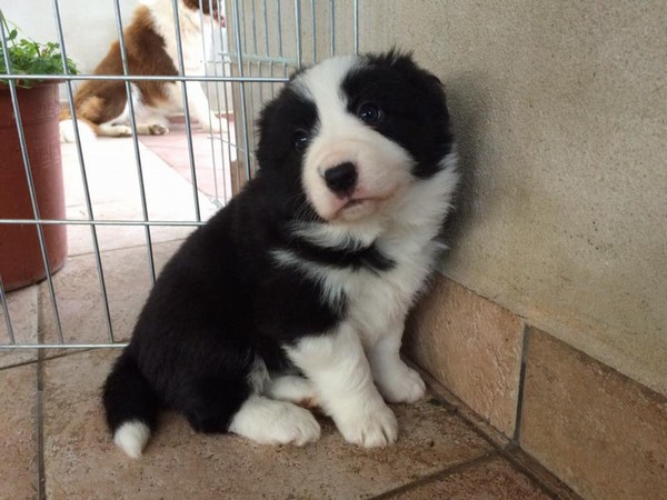 Border collie cuccioli