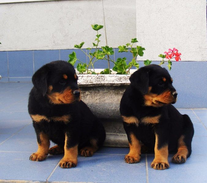 Bella e sani cuccioli di ROTTWEILER  per adozione 