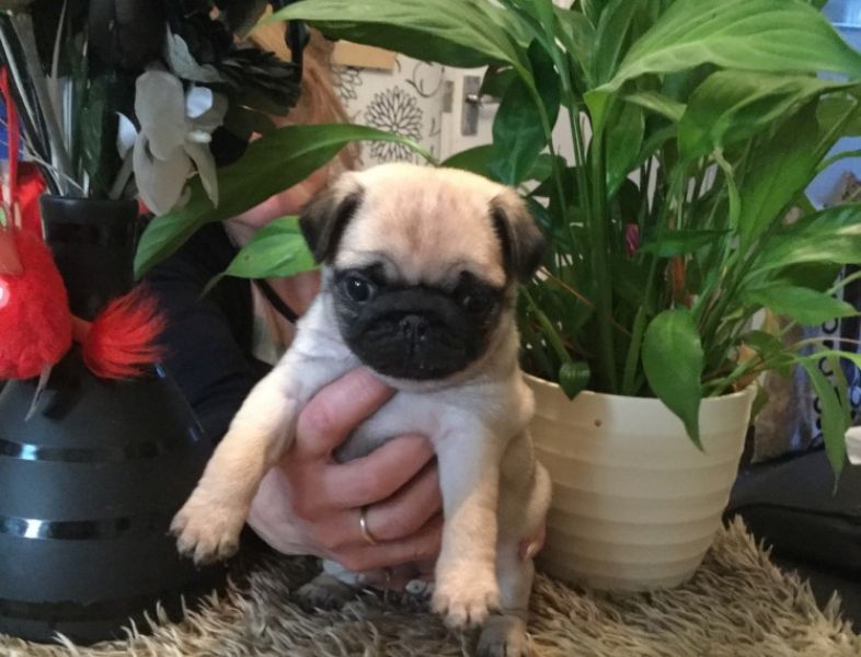 Regalo Carlino Disponiamo di una cucciolata di Carlino, i cuccioli verranno Dato dopo 90 giorni dall