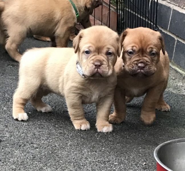 Regalo Cuccioli di dogue de bordeaux