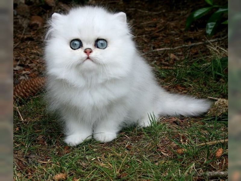 CUCCIOLO Gatto PERSIANO CREAM POINT Maschio 2 Mesi Gattino Razza