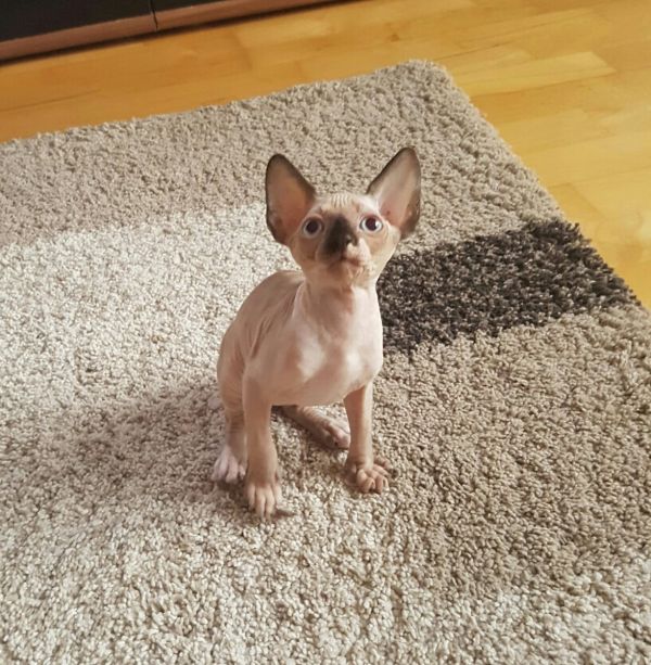 Gattini di Sphynx   ( per regalo )