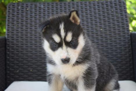 Fantastici cuccioli di siberian husky pronti
