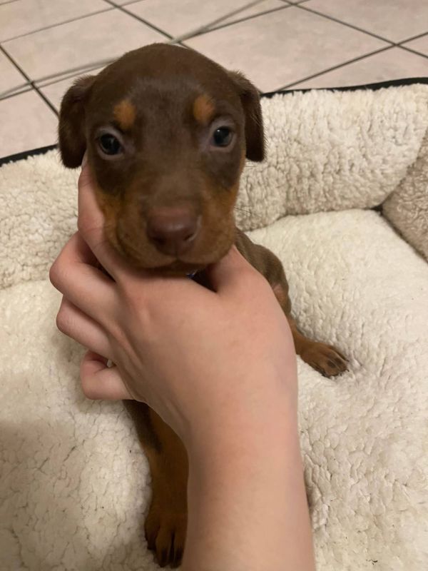 Regalo cuccioli di doberman Pinscher disponibili. 