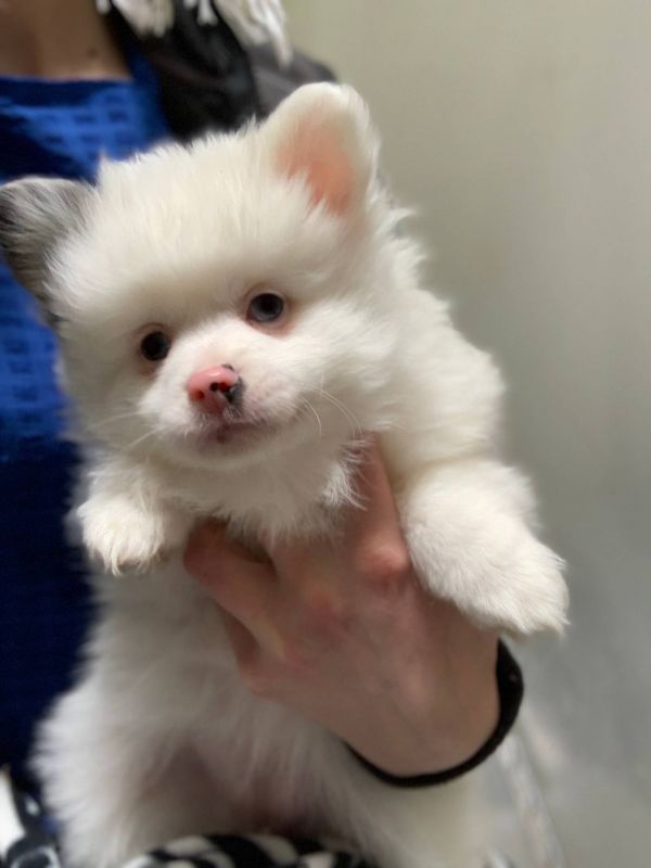 Bellissimi cuccioli di Volpino Pomerania E-MAIL  (marieiris783@gmail.com)