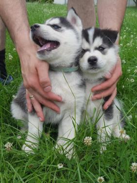 RE.GA.LO cuccioli Siberian Husky uno Maschio e Femmina,,,,,,,,,,   RE.GA.LO cuccioli Siberian Husky 